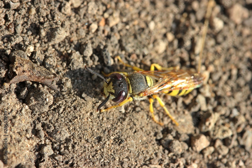 Weiblicher Bienenwolf (Philanthus triangulum) Weiblicher Bienenwolf (Philanthus triangulum)