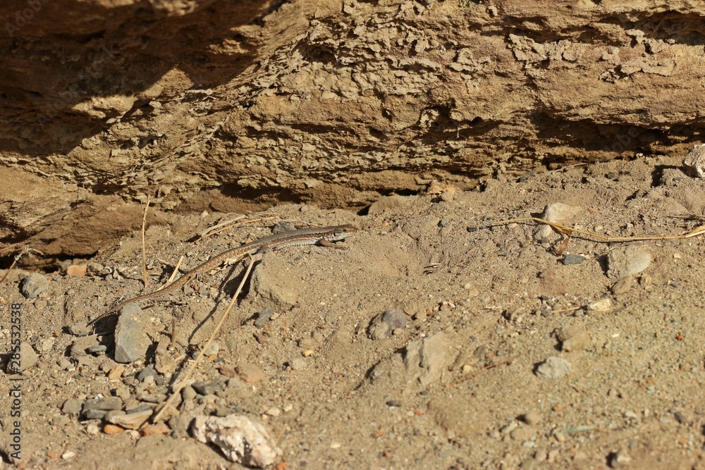 Weibliche Katalonische Mauereidechse (Podarcis liolepis) Weibliche Katalonische Mauereidechse (Podarcis liolepis)