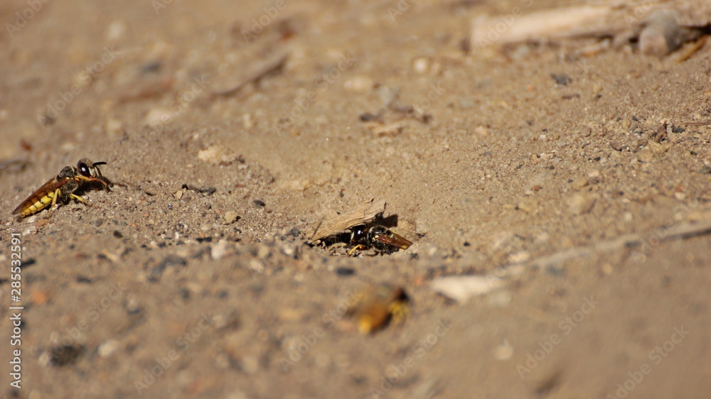 Mehrere weibliche Bienenwölfe (Philanthus triangulum) am Nest