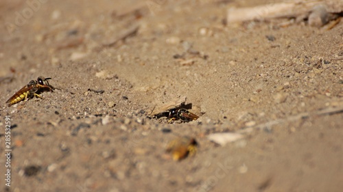 Mehrere weibliche Bienenwölfe (Philanthus triangulum) am Nest