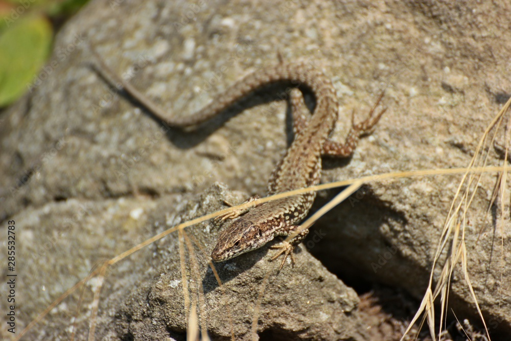 Männliche Mauereidechse (Podarcis muralis brongniardii) Männliche Mauereidechse (Podarcis muralis brongniardii)
