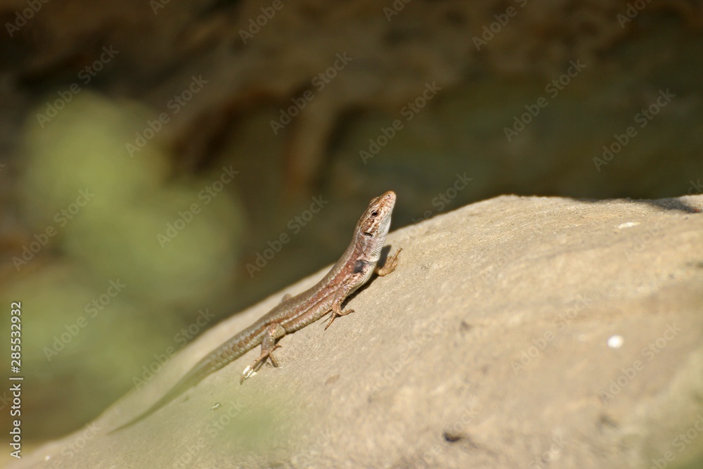Weibliche Katalonische Mauereidechse (Podarcis liolepis) Weibliche Katalonische Mauereidechse (Podarcis liolepis)