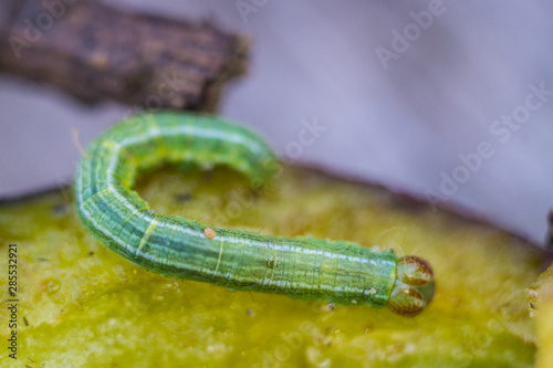 Little green caterpillar eating the plum in the forest