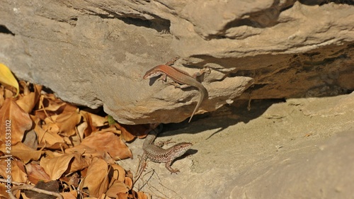 Paar der Mauereidechse (Podarcis muralis brongniardii) photo