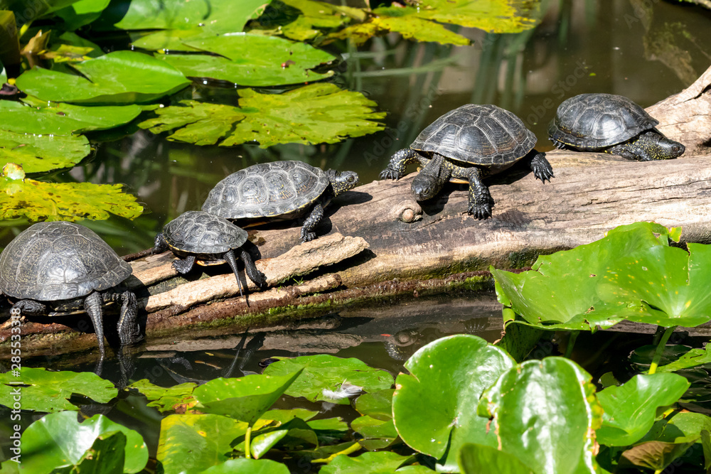 Common snapping turtle - Chelydra serpentina Common snapping turtle - Chelydra serpentina