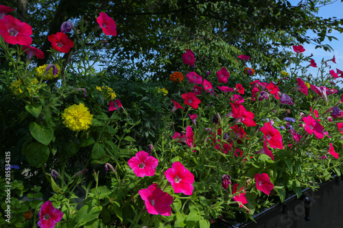 flowers in the garden