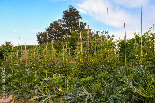 View of a vegetable garden with zucchini (Cucurbita pepo), tomatoes (Solanum lycopersicum) and different fruit trees in the background in summer, Alba, Cuneo, Piedmont, Italy