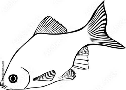 Fish. Monochrome stylized image. Vector graphics. Aquarium fish. photo