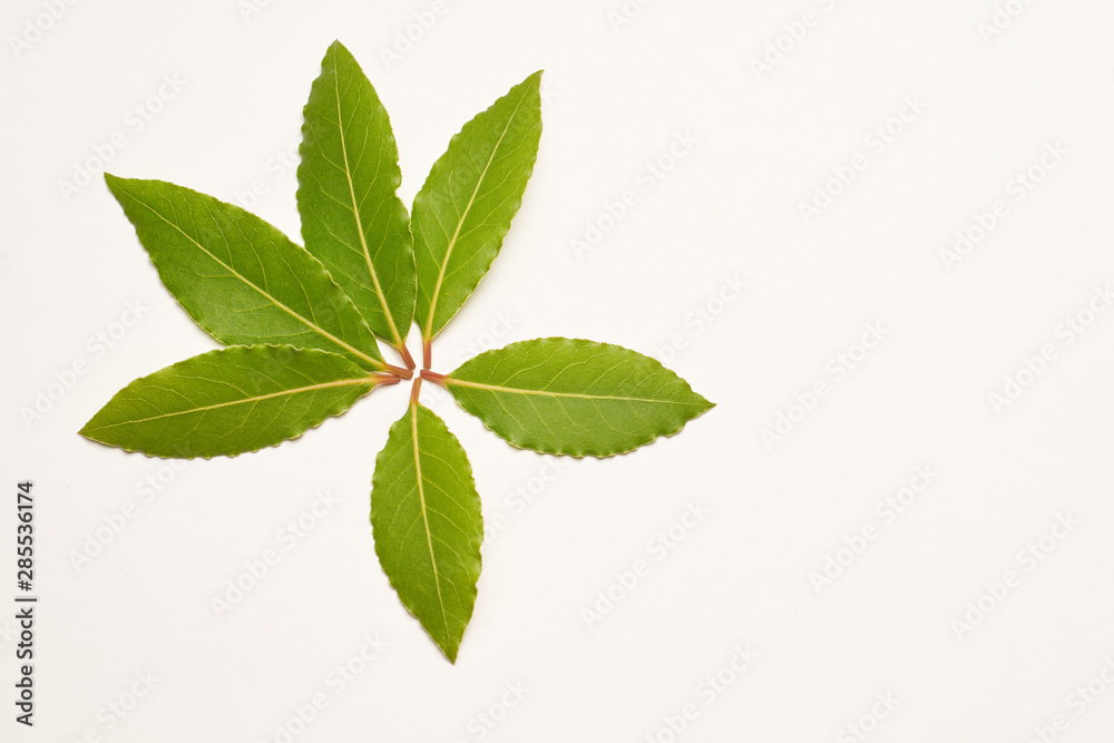 Aromatic bay leaves isolated on white background Aromatic bay leaves isolated on white background