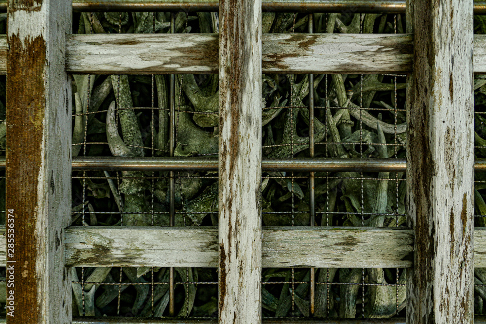 antler wall antler wall