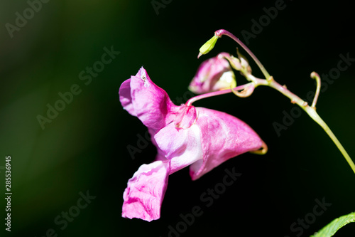 Purple wild flower in green background fifty megapixels high quality prints impatiens grandulifera balsamiaceae family photo