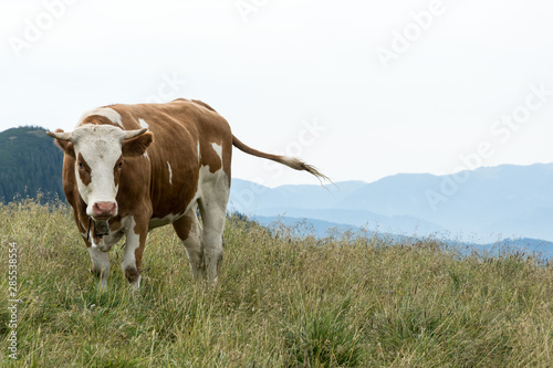 cow standing on pasture in mountains