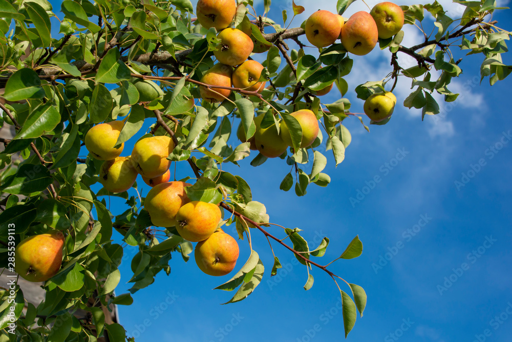 Ripe pears on a branch against the blue sky. Beautiful natural background. Garden background.