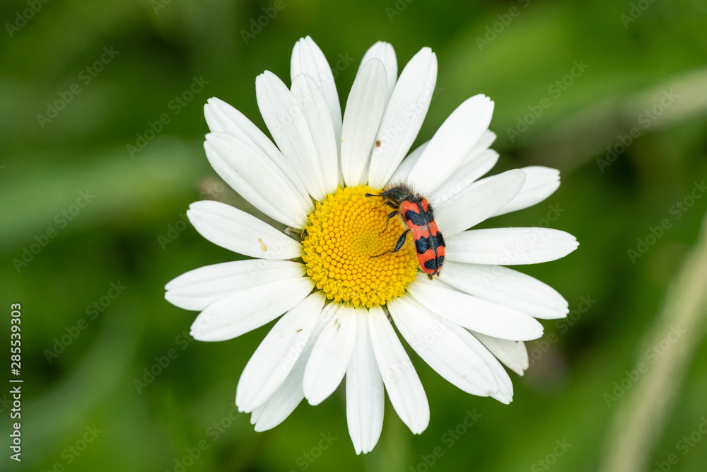 Trichodes alvearius, a species of Soldier or Checkered beetle, collecting pollen on a daisy blossom
