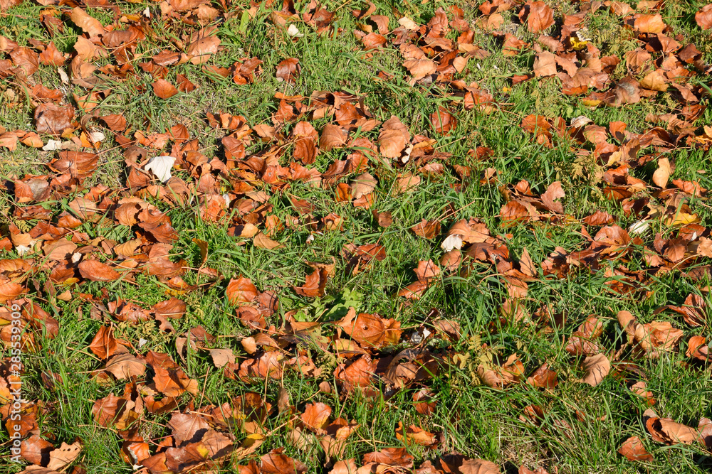 Textural background from fallen leaves of a poplar. An autumn ca Textural background from fallen leaves of a poplar. An autumn ca