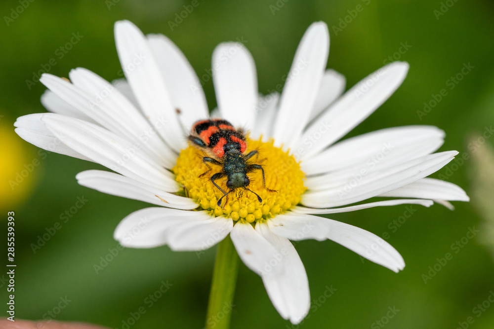 Trichodes alvearius, a species of Soldier or Checkered beetle, collecting pollen on a daisy blossom Trichodes alvearius, a species of Soldier or Checkered beetle, collecting pollen on a daisy blossom
