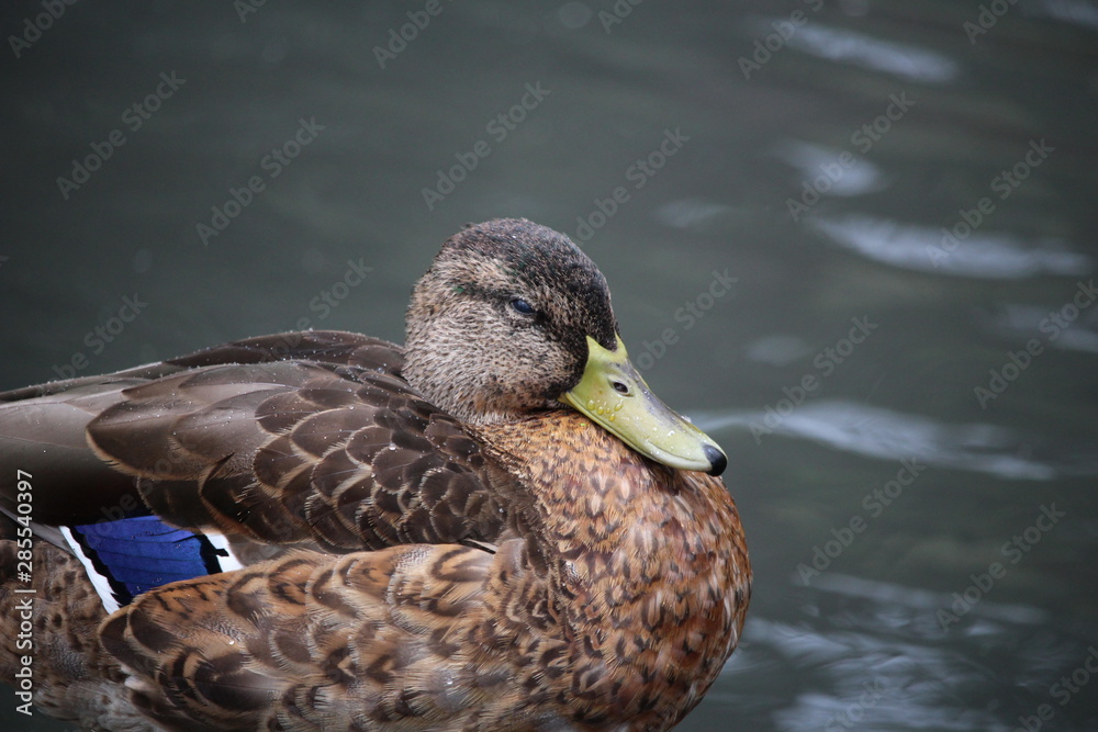 canard dans l'eau