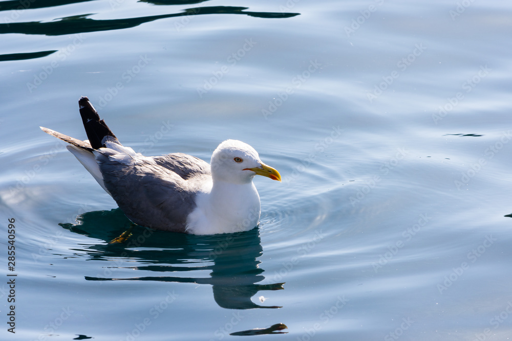 seagull sailing quietly in the mediterranean sea near the island of Elba
