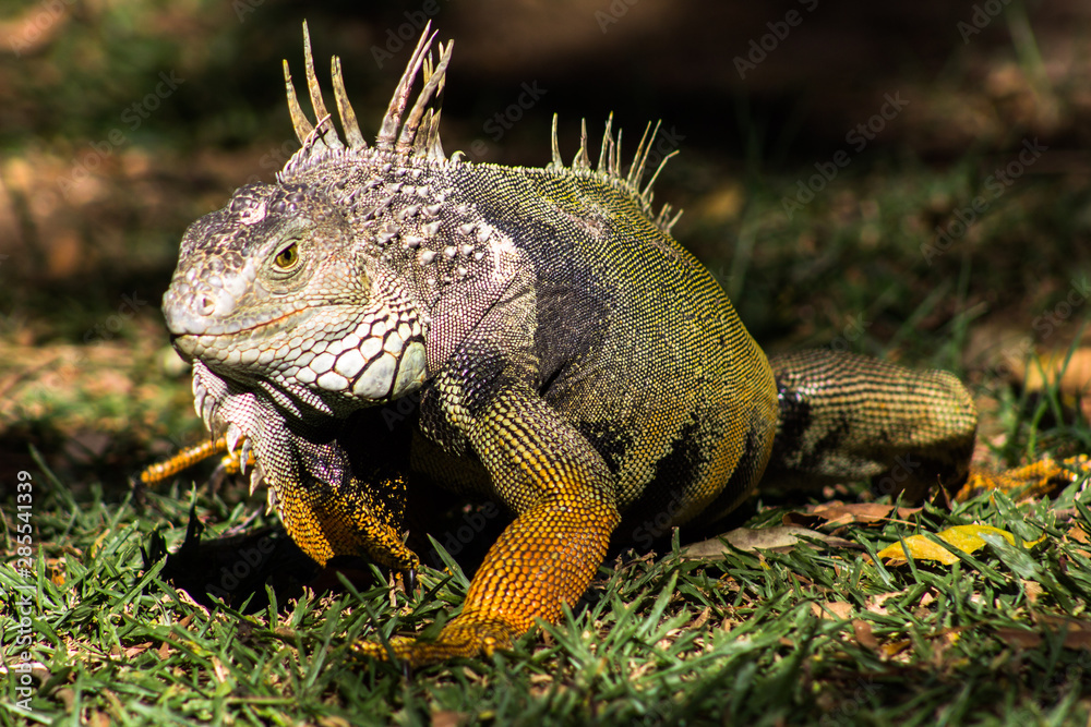 Fototapeta premium green iguana