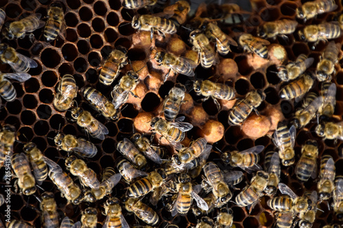 Honey bees on the home apiary photo