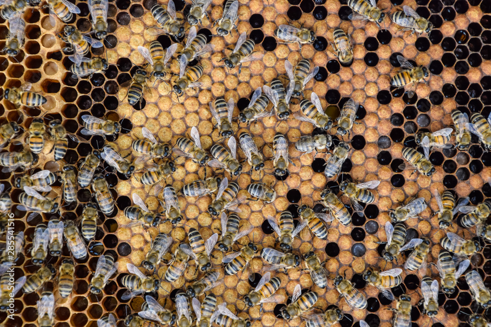 Honey bees on the home apiary Honey bees on the home apiary