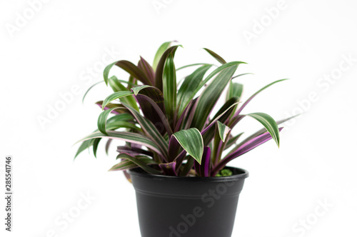 Purple and green Tradescantia house plant