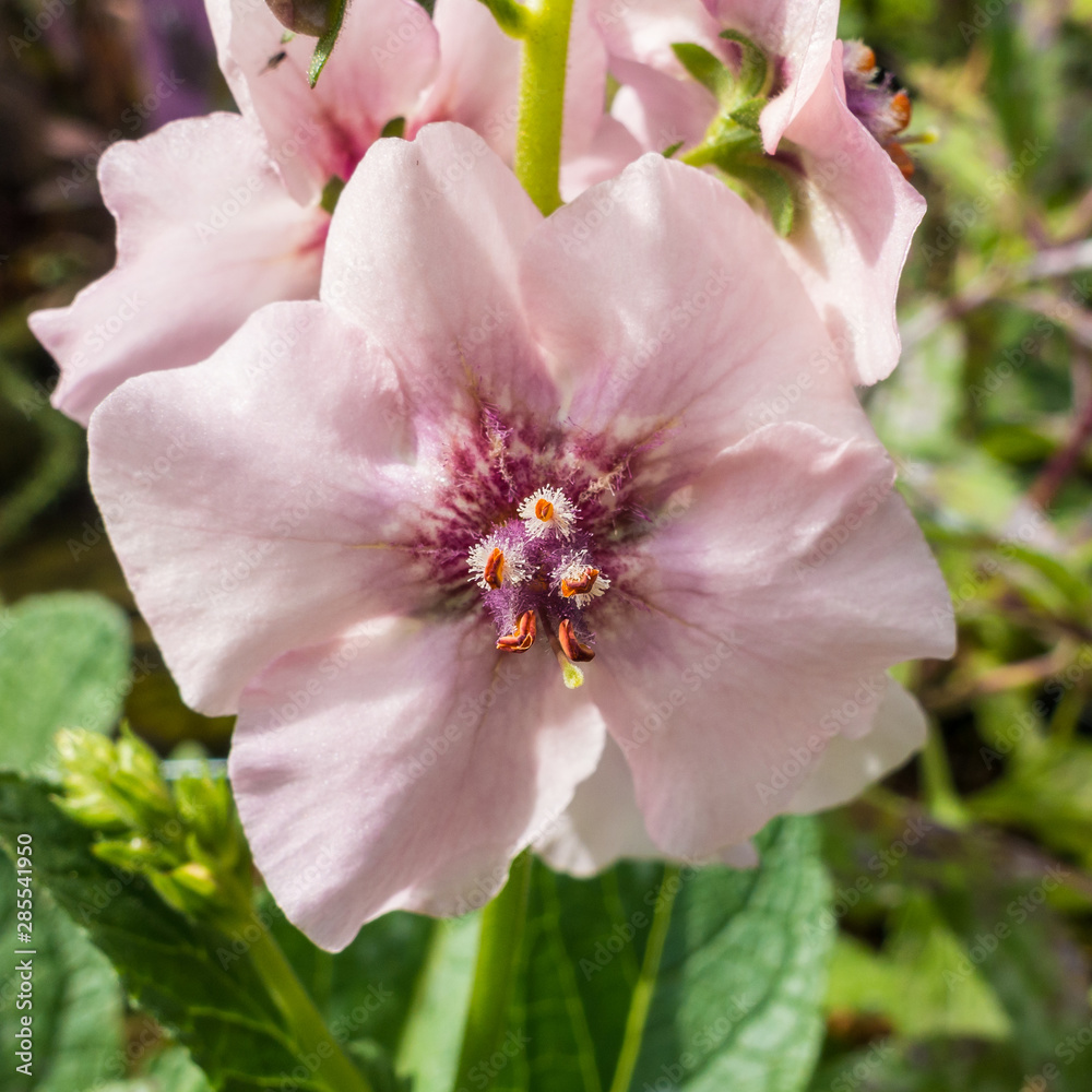 Verbascum Verbascum