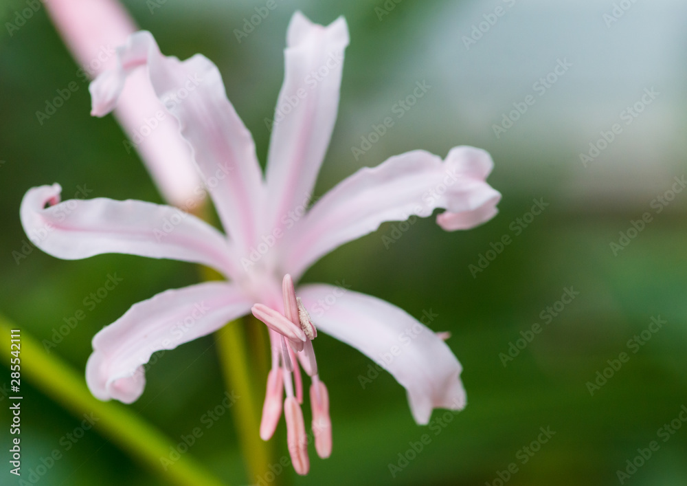 Fototapeta premium Bright Nerine