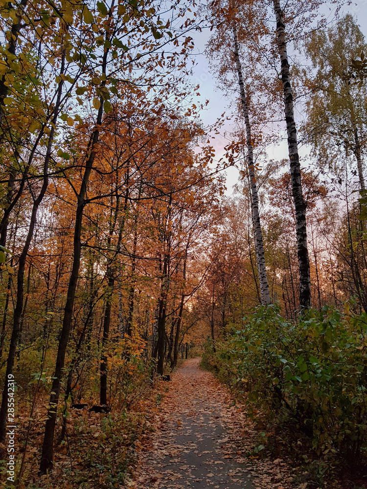 Fototapeta premium path in the forest in autumn
