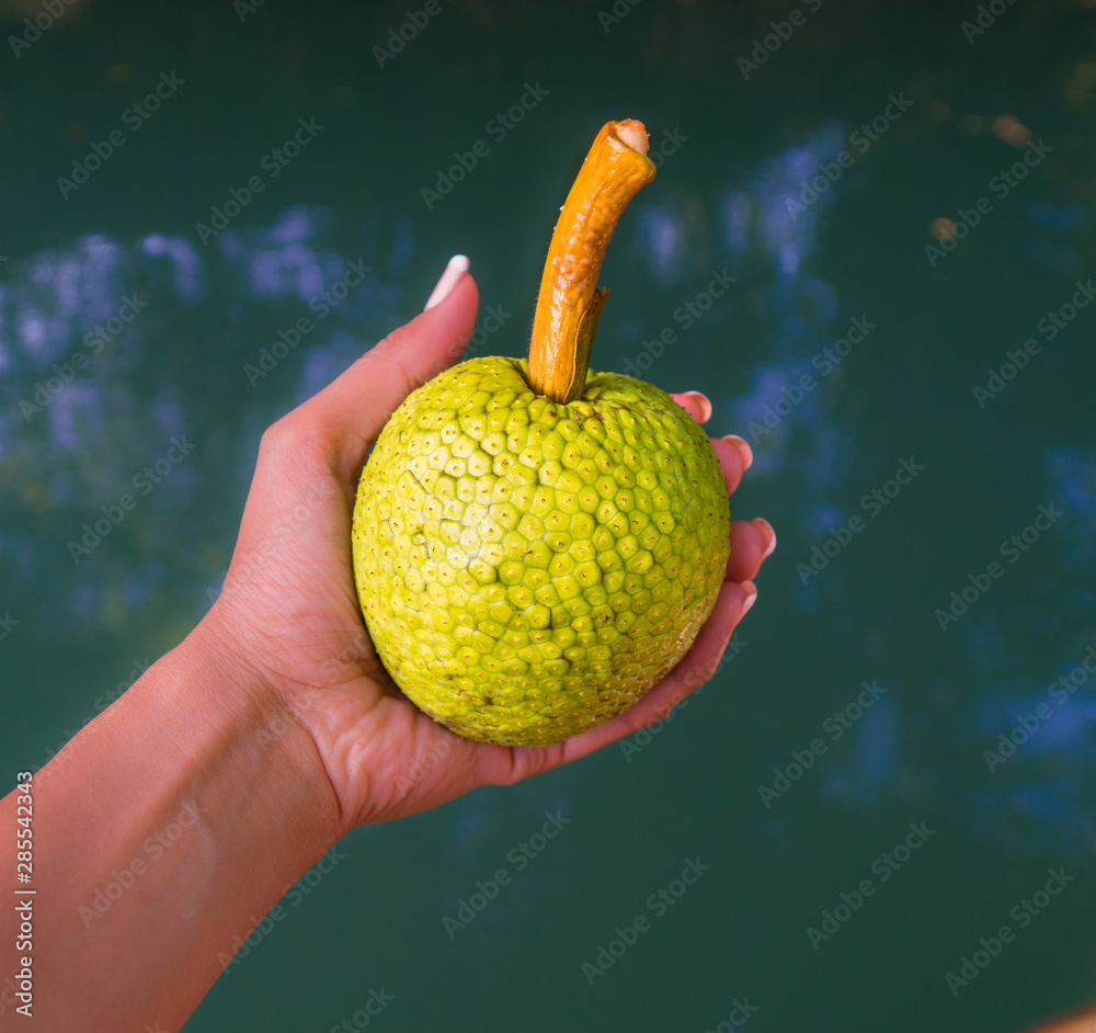 Jamaican Jackfruit. Jamaica Breadfruit. Girl's hand holding a jackfruit ...