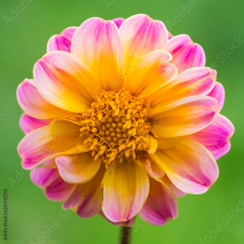 Yellow And Pink Dahlia