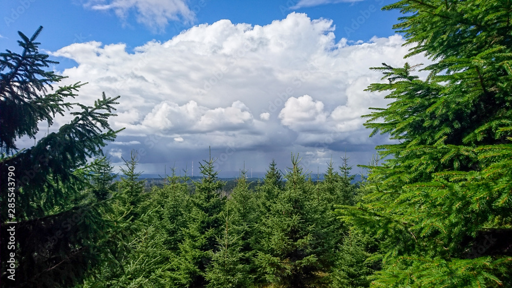 Looking onto a pine forest into rain clouds coming closer
