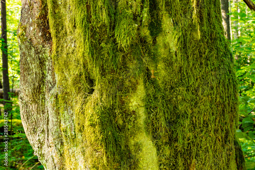 Moss on an old tree © Chris Jott