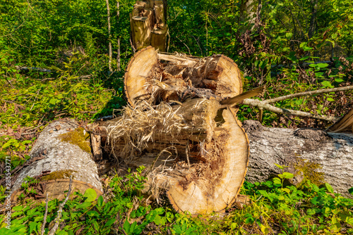 Cut down tree in the wilderness © Chris Jott