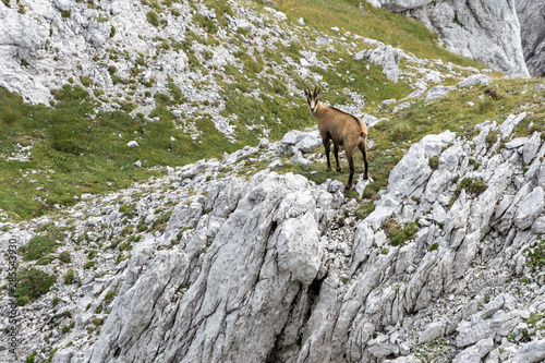 view of a chamois on a mountain ridge, Alps © passsy