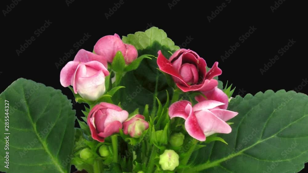 Time-lapse of blooming red gloxinia flower 4g1 in PNG+ format with ALPHA transparency channel isolated on black background Time-lapse of blooming red gloxinia flower 4g1 in PNG+ format with ALPHA transparency channel isolated on black background