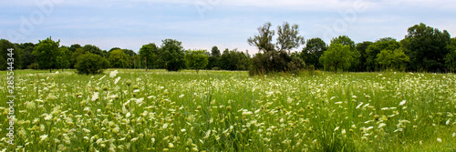 Panorama of a field of Queen Anne's Lace wildflowers in Lakewood Forest Preserve in Lake County, Illinois