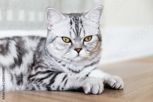 British Shorthair cat lying and looking at the camera. Portrait of gray tabby cat. Copy space