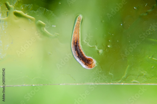 Leech on the glass. Bloodsucking animal. subclass of ringworms from the belt-type class. Hirudotherapy photo