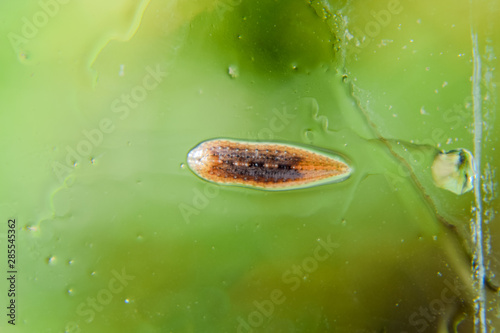 Leech on the glass. Bloodsucking animal. subclass of ringworms from the belt-type class. Hirudotherapy photo