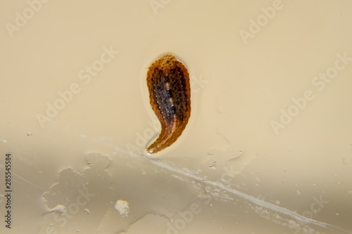 Leech on the glass. Bloodsucking animal. subclass of ringworms from the belt-type class. Hirudotherapy photo