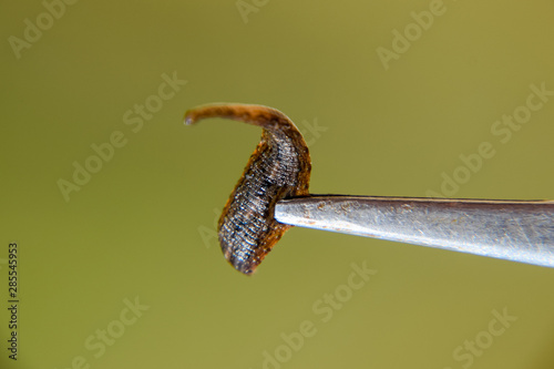 Leech on the tweezers. Bloodsucking animal. subclass of ringworms from the belt-type class. Hirudotherapy photo