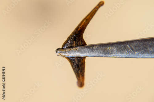 Leech on the tweezers. Bloodsucking animal. subclass of ringworms from the belt-type class. Hirudotherapy photo