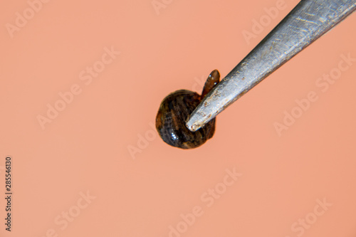 Leech on the tweezers. Bloodsucking animal. subclass of ringworms from the belt-type class. Hirudotherapy photo