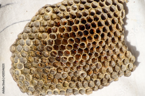 The nest is aspen, polist. The aspen nest at the end of the breeding season. Stocks of honey in honeycombs. Aspen honey. Vespa photo