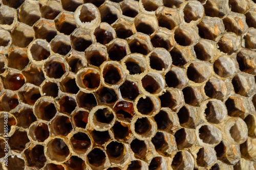 The nest is aspen, polist. The aspen nest at the end of the breeding season. Stocks of honey in honeycombs. Aspen honey. Vespa
