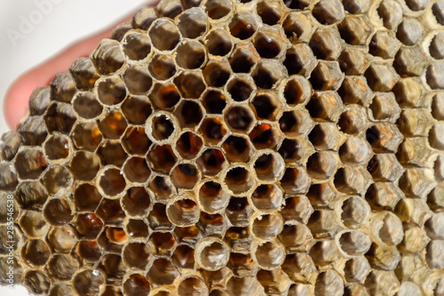 The nest is aspen  polist. The aspen nest at the end of the breeding season. Stocks of honey in honeycombs. Aspen honey. Vespa