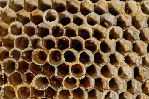 The nest is aspen  polist. The aspen nest at the end of the breeding season. Stocks of honey in honeycombs. Aspen honey. Vespa