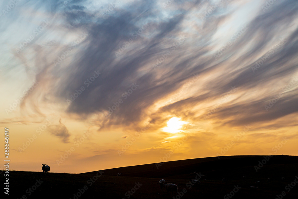 A silhouetted sheep on a hillside at sunset, on the South Downs in Sussex