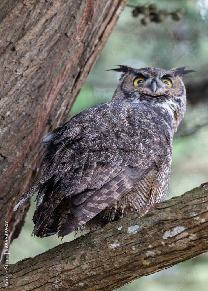 Great Horned Owl, Point Reyes National Seashore Great Horned Owl, Point Reyes National Seashore